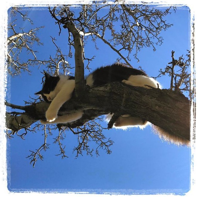 Vì sao mèo thích thể hiện khả năng... ngủ trên cây cao? - Ảnh 15.