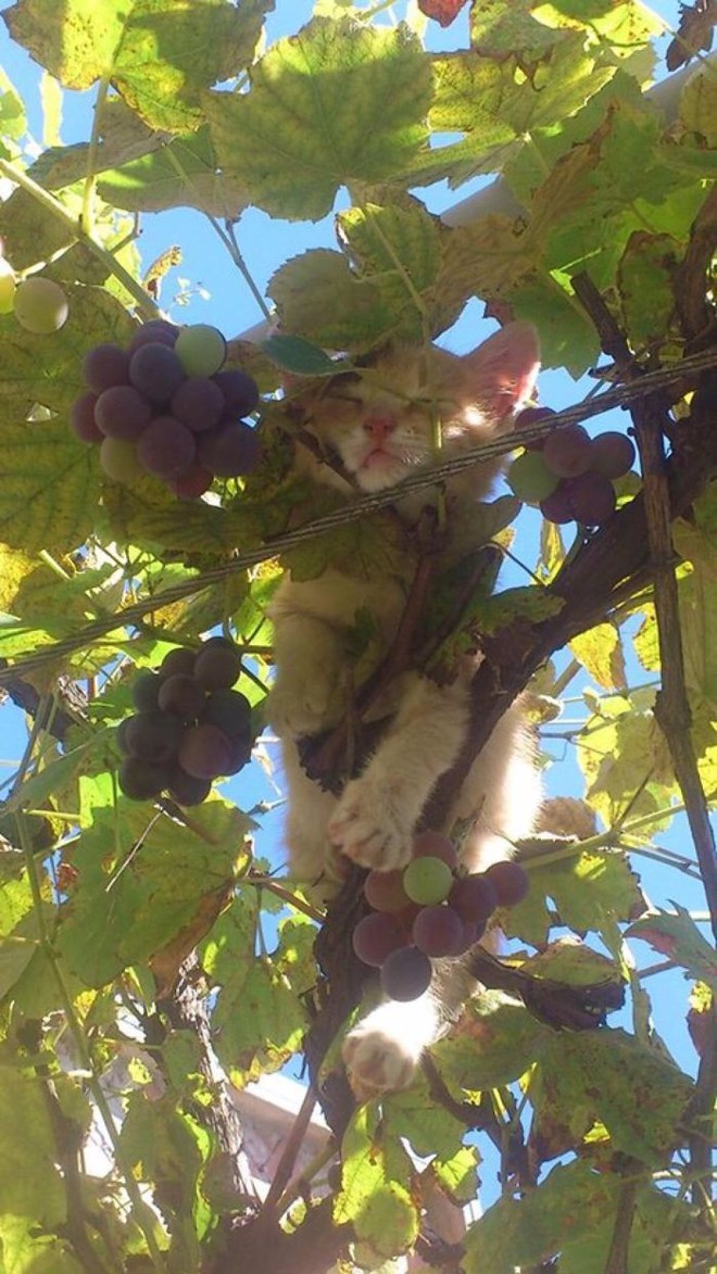 Vì sao mèo thích thể hiện khả năng... ngủ trên cây cao? - Ảnh 5.