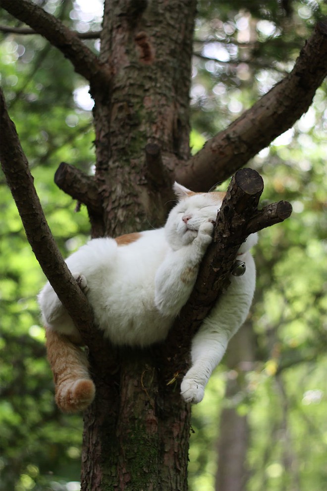 Vì sao mèo thích thể hiện khả năng... ngủ trên cây cao? - Ảnh 8.