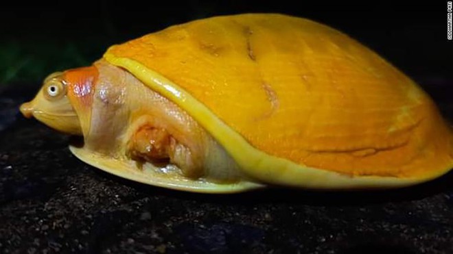 Kỳ lạ rùa bạch tạng vàng rực rỡ hiếm có ở Ấn Độ - Ảnh 1.