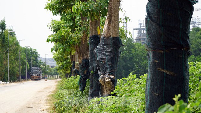 Hàng trăm cây hoa sữa sau một năm được trồng trên bãi rác Nam Sơn giờ ra sao? - Ảnh 6.