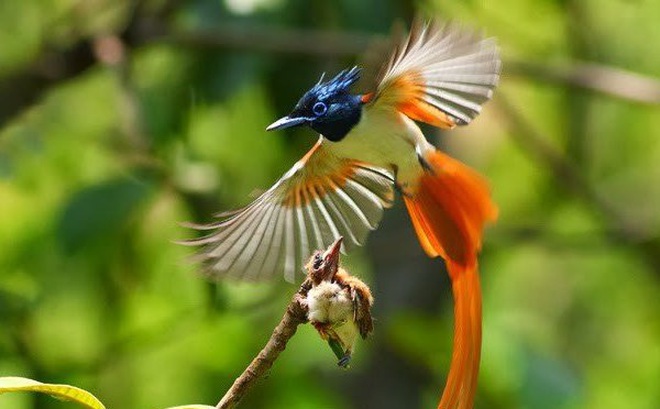 Clip: Cận cảnh loài chim có vẻ đẹp quyến rũ nhất hành tinh
