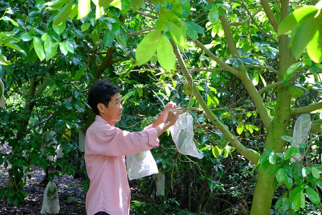 Biến trái mãng cầu xiêm giá cả bấp bênh thành thần dược - Ảnh 6.