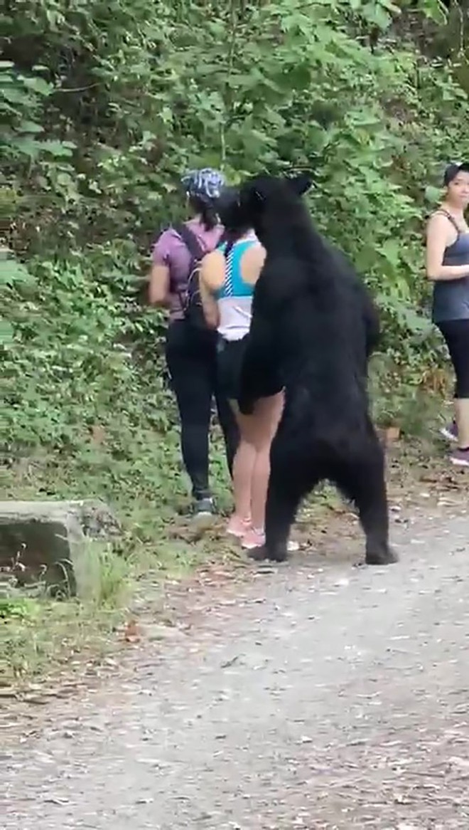 Hy hữu: Gặp nhóm nữ du khách đi bộ trong rừng, gấu đen tiến đến sàm sỡ - Ảnh 1.