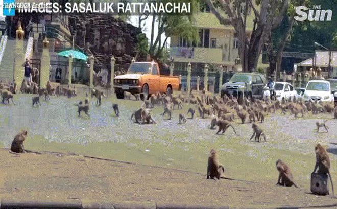 "Binh đoàn" khỉ hàng nghìn con đại náo thành phố, cảnh sát bất lực
