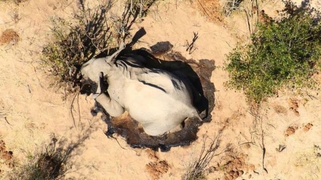 Hơn 350 con voi chết bí ẩn ở Nam châu Phi - Ảnh 2.