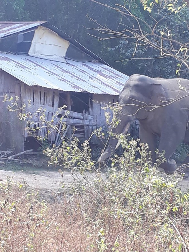 Đàn voi rừng quậy phá khu dân cư Đồng Nai bất chấp hàng rào điện - Ảnh 1.