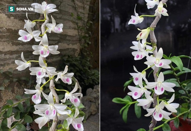 Bí ẩn chủ nhân chậu lan Juliet “thổi” giá 83 tỷ đồng, khiến cộng đồng cây cảnh chia phe” - Ảnh 1. Bí ẩn chủ nhân chậu lan Juliet “thổi” giá 83 tỷ đồng, khiến cộng đồng cây cảnh chia phe” - Ảnh 1.