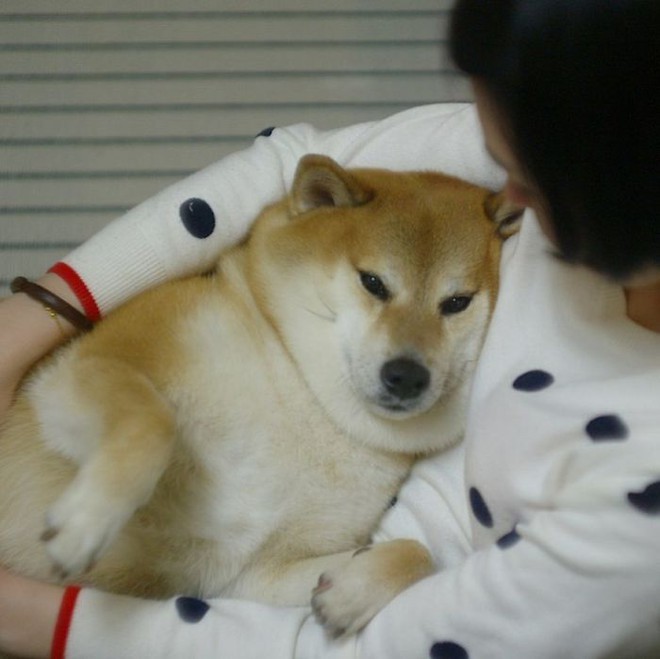 Sự thật về chó shiba béo mầm bị cả thế giới chế ảnh cười cợt - Ảnh 10. Sự thật về chó shiba béo mầm bị cả thế giới chế ảnh cười cợt - Ảnh 10.