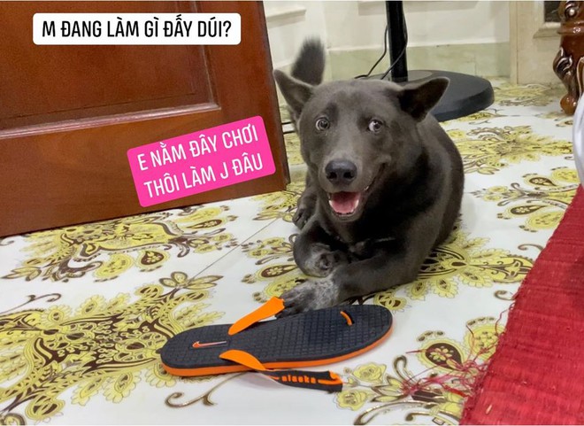 Vẫn là ảnh chụp chung với chú bảo mẫu, nhưng chỉ sau vài tháng chú chó Nguyễn Văn Dúi đã khác lạ đến mức fan hâm mộ đứng hình không nhận ra - Ảnh 11.