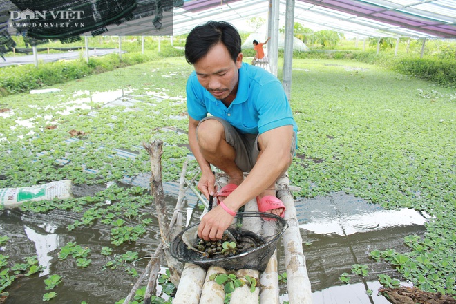 Nghệ An: Nuôi loài ốc siêu đẻ bò quanh quẩn trong ao, mỗi năm “bỏ túi” tiền tỷ - Ảnh 2.