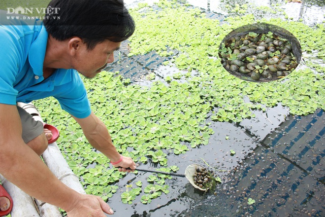 Nghệ An: Nuôi loài ốc siêu đẻ bò quanh quẩn trong ao, mỗi năm “bỏ túi” tiền tỷ - Ảnh 3.