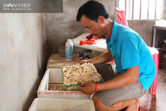 Nghệ An: Nuôi loài ốc siêu đẻ bò quanh quẩn trong ao, mỗi năm “bỏ túi” tiền tỷ - Ảnh 5.