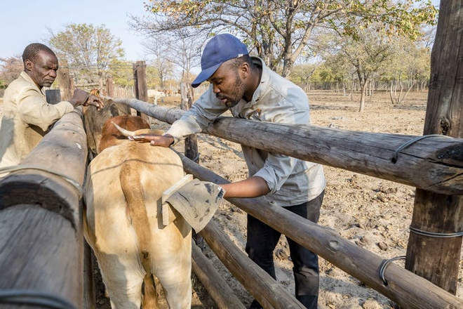Sở hữu mắt thần đáng sợ, chú bò này khiến kẻ săn mồi khét tiếng châu Phi lạnh sống lưng - Ảnh 2.