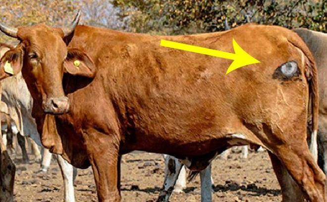 Sở hữu 'mắt thần' đáng sợ, chú bò này khiến kẻ săn mồi khét tiếng châu Phi 'lạnh sống lưng'