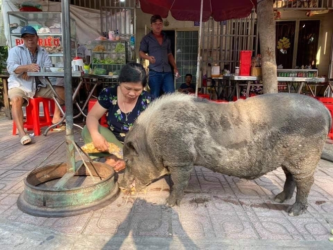 Chú heo mọi như bước ra từ tranh Đông Hồ bỗng xuất hiện trên đường phố Biên Hòa, chuyên xin ăn theo kiểu lầy lội, đến khi no mới chịu về nhà - Ảnh 2.