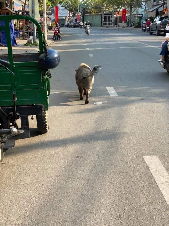 Chú heo mọi như bước ra từ tranh Đông Hồ bỗng xuất hiện trên đường phố Biên Hòa, chuyên xin ăn theo kiểu lầy lội, đến khi no mới chịu về nhà - Ảnh 4.