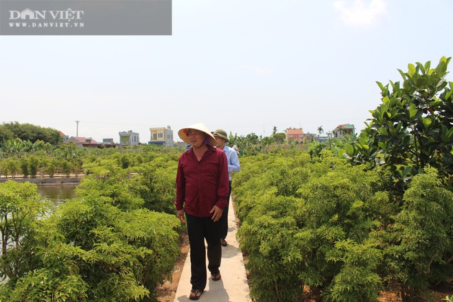 Nam Định: Trồng hàng vạn cây sâm người nghèo mà thành đại gia của làng - Ảnh 2.