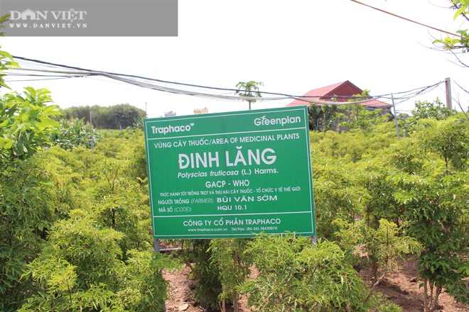 Nam Định: Trồng hàng vạn cây sâm người nghèo mà thành đại gia của làng - Ảnh 3.