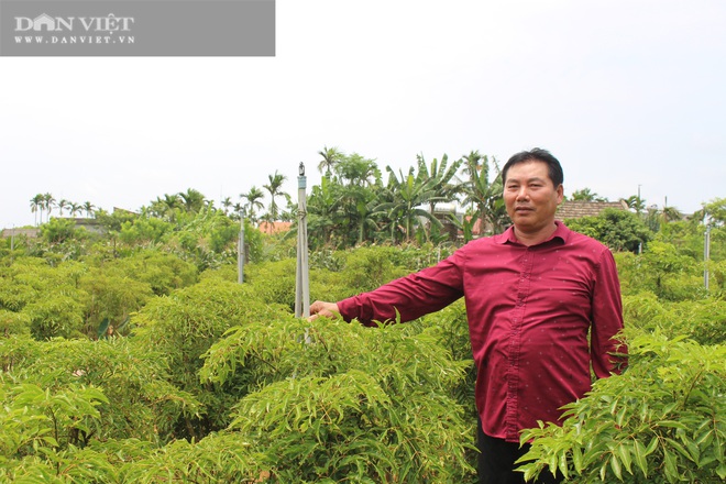 Nam Định: Trồng hàng vạn cây sâm người nghèo mà thành đại gia của làng - Ảnh 4.