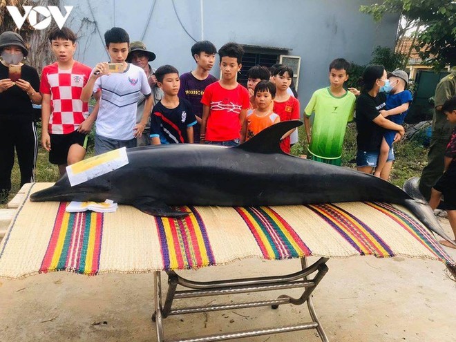 Ngư dân Quảng Nam chôn cất cá heo dài 2 mét - Ảnh 1.