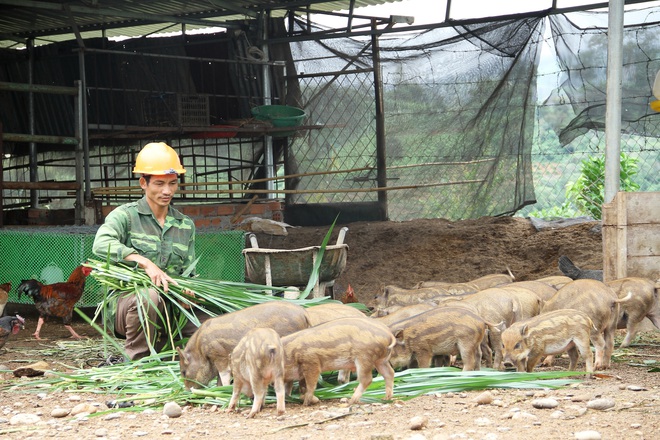 Kon Tum: Nuôi thứ heo sọc dưa, bán một con heo giống bé thôi mà giá tới 2,2 triệu đồng - Ảnh 1.