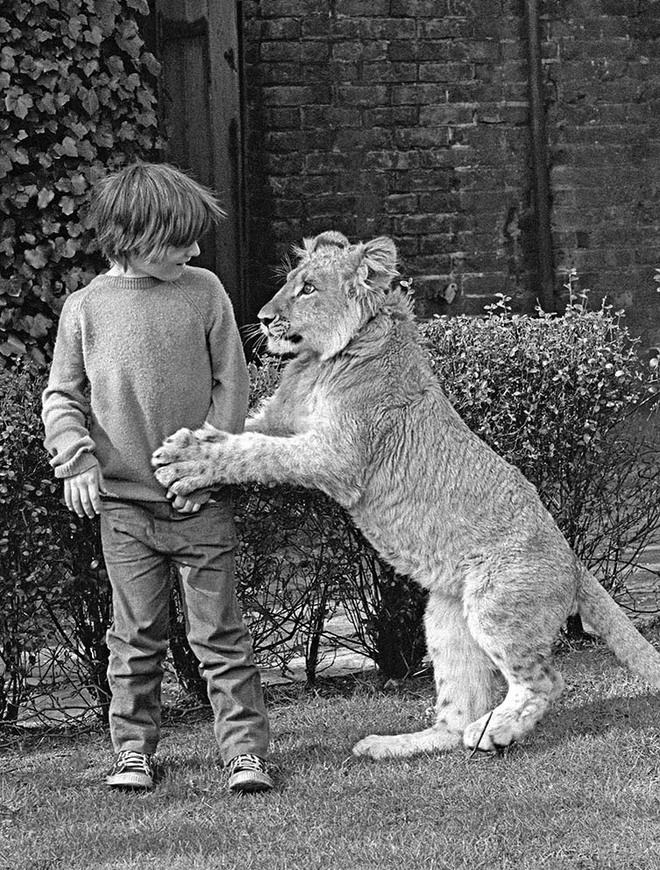 Những bức ảnh khó tin và câu chuyện về chú sư tử được nuôi như thú cưng trước khi trả về tự nhiên - Ảnh 4.
