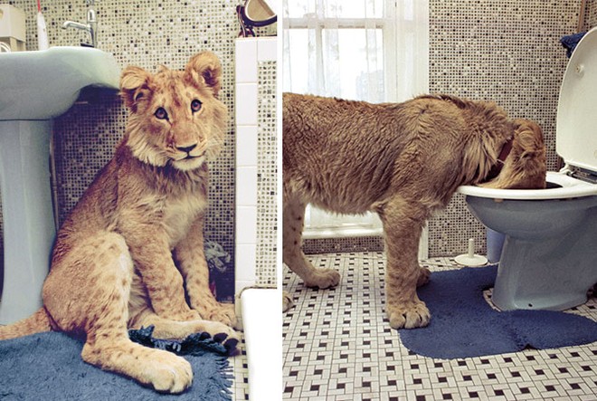 Những bức ảnh khó tin và câu chuyện về chú sư tử được nuôi như thú cưng trước khi trả về tự nhiên - Ảnh 5.