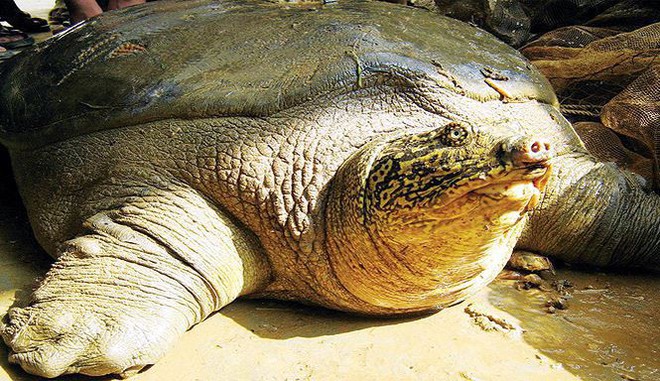 Vì sao 9 năm mới phát hiện rùa Hoàn Kiếm thứ 2 ở hồ Đồng Mô? - Ảnh 1.