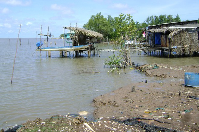 Mùa mưa bão, đê biển Tây Cà Mau đặt trong tình huống khẩn cấp - Ảnh 1.