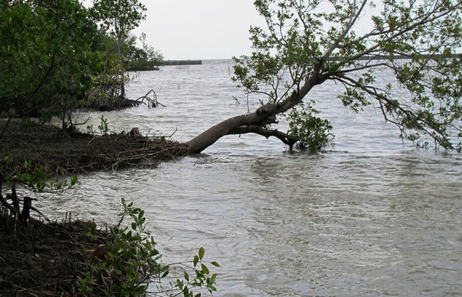 Mùa mưa bão, đê biển Tây Cà Mau đặt trong tình huống khẩn cấp - Ảnh 3.