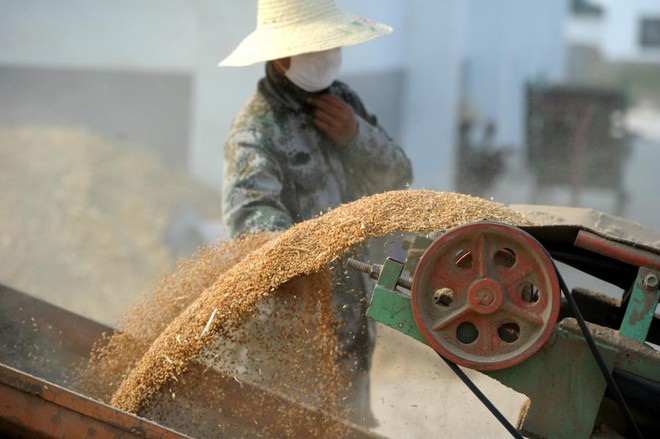 Lãng phí trên đầu lưỡi chưa thấm vào đâu, người TQ đang vứt bỏ lương thực theo cách gây sốc khác - Ảnh 2.