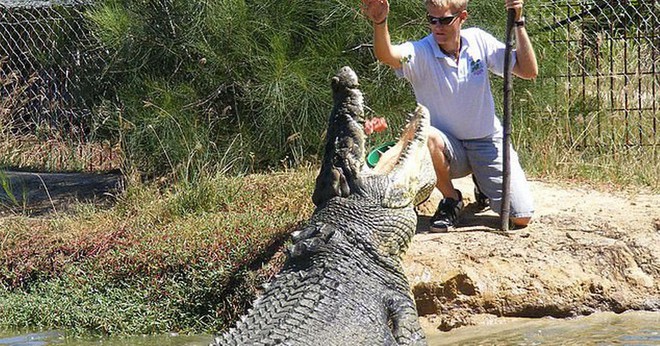 Cá sấu khổng lồ nổi tiếng nhất thế giới qua đời ở tuổi 100 - Ảnh 1.