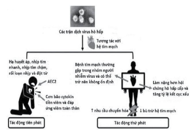 Các biến chứng tim mạch do nhiễm Coronavirus - Ảnh 1.