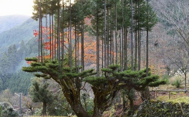 Tìm hiểu về kỹ thuật trồng cây cổ xưa Daisugi giúp tạo ra nhiều cây gỗ mới từ một gốc cây