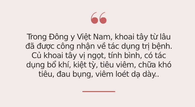 Giàu sắt gấp 3 lần thịt gà, loại củ này được người Nhật, người Mỹ tôn là thuốc quý, ở Việt Nam có rất nhiều nhưng ít ai biết để tận dụng - Ảnh 2.