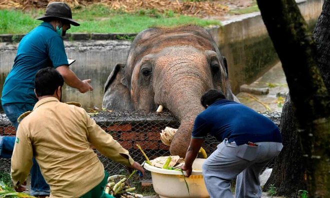 Các nhân viên chăm sóc động vật tại địa phương và các bác sĩ thú y của Four Paws cho Kaavan ăn. (Ảnh: Aamir Qureshi / AFP / Getty Images)