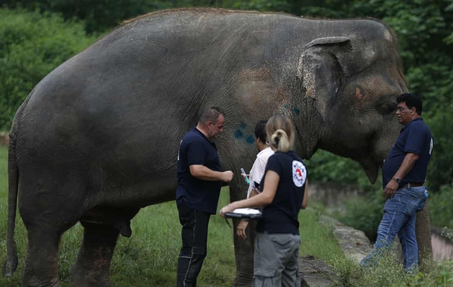 Kaavan được kiểm tra sức khỏe để có thể rời vườn thú Marghazar. (Ảnh: Anjum Naveed / AP)