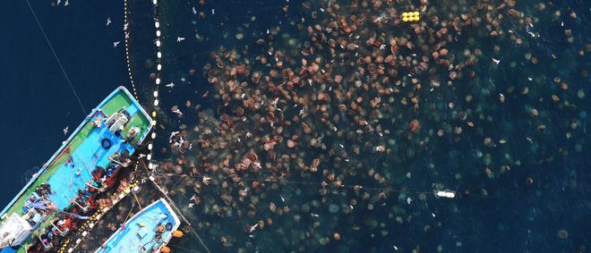 Cận cảnh về loài sứa khổng lồ dưới đại dương, là nỗi ám ảnh của ngư dân Nhật Bản - Ảnh 3.