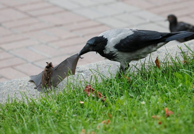 24h qua ảnh: Chim quạ tấn công dơi giữa phố ở Ukraine - Ảnh 2.