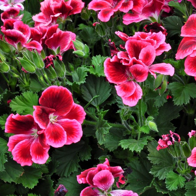 Ban công nhà bạn quanh năm sẽ rực rỡ sắc màu nhờ trồng 8 loại hoa này - Ảnh 11.