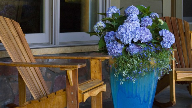 Ban công nhà bạn quanh năm sẽ rực rỡ sắc màu nhờ trồng 8 loại hoa này - Ảnh 3.