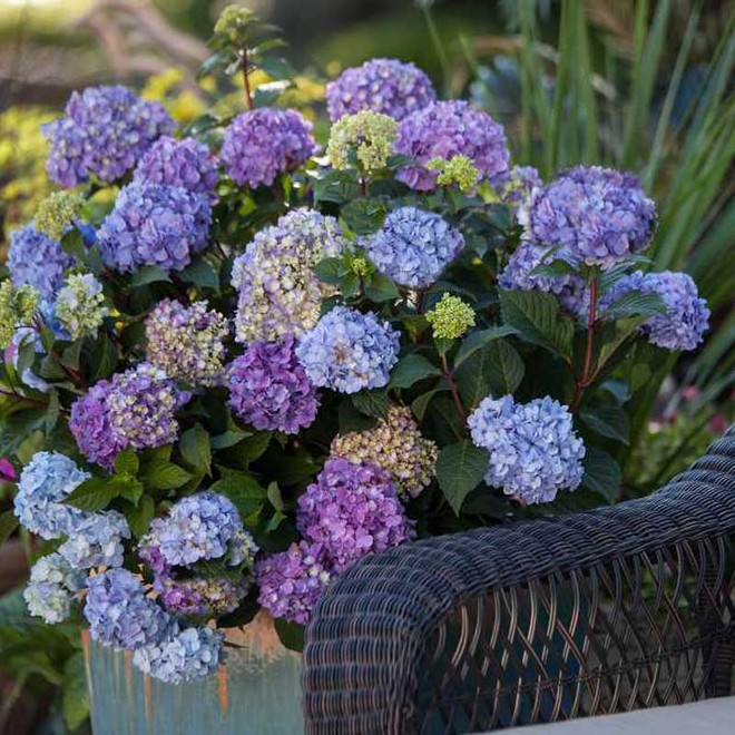 Ban công nhà bạn quanh năm sẽ rực rỡ sắc màu nhờ trồng 8 loại hoa này - Ảnh 4.