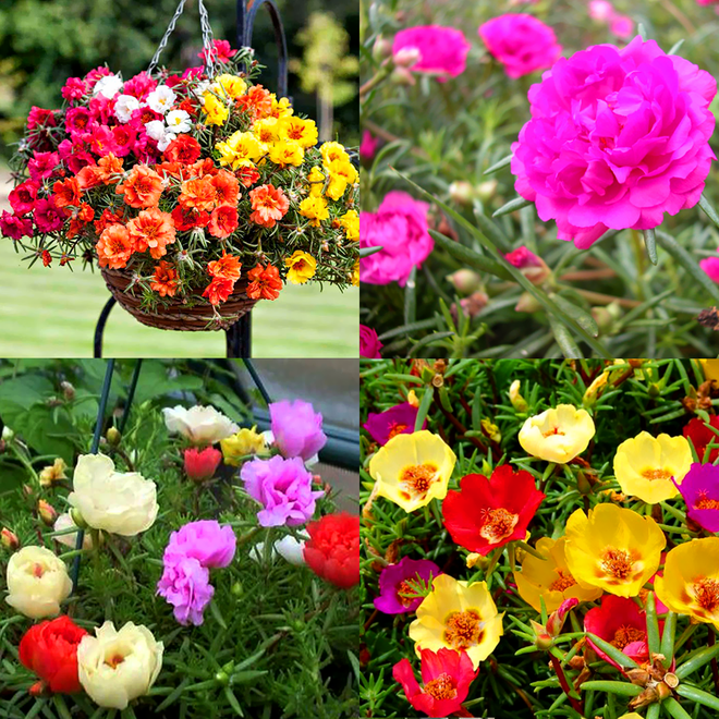 Ban công nhà bạn quanh năm sẽ rực rỡ sắc màu nhờ trồng 8 loại hoa này - Ảnh 7.