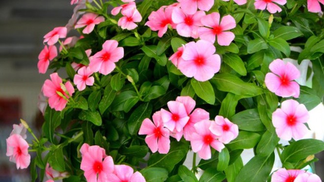 Ban công nhà bạn quanh năm sẽ rực rỡ sắc màu nhờ trồng 8 loại hoa này - Ảnh 8.