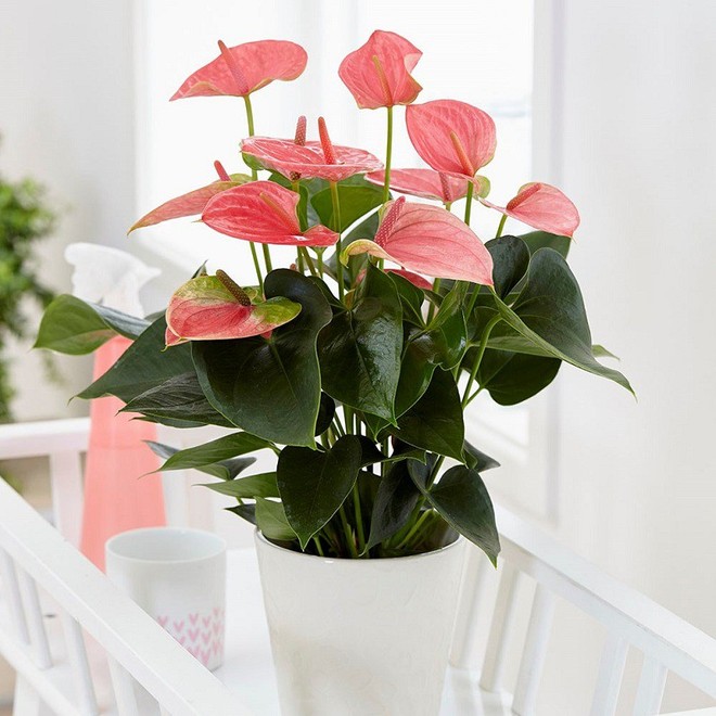 Ban công nhà bạn quanh năm sẽ rực rỡ sắc màu nhờ trồng 8 loại hoa này - Ảnh 9.