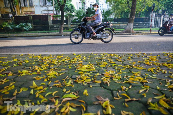 Lá phủ vàng con phố trong tiết trời chuyển sang thu ở Hà Nội - Ảnh 1.