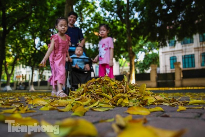 Lá phủ vàng con phố trong tiết trời chuyển sang thu ở Hà Nội - Ảnh 2.