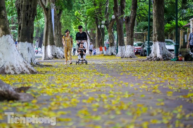 Lá phủ vàng con phố trong tiết trời chuyển sang thu ở Hà Nội - Ảnh 6.