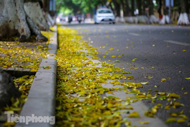 Lá phủ vàng con phố trong tiết trời chuyển sang thu ở Hà Nội - Ảnh 9.